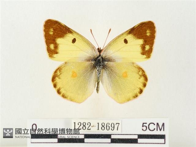 紋黃粉蝶藏品圖，第1張