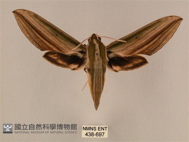 棕綠背線天蛾藏品圖，第1張
