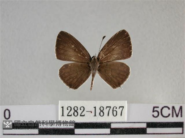 黑星灰蝶藏品圖，第1張