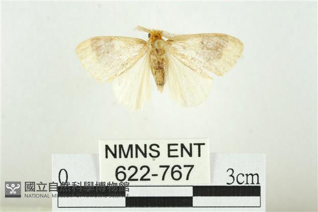 寬紋黃毒蛾藏品圖，第1張