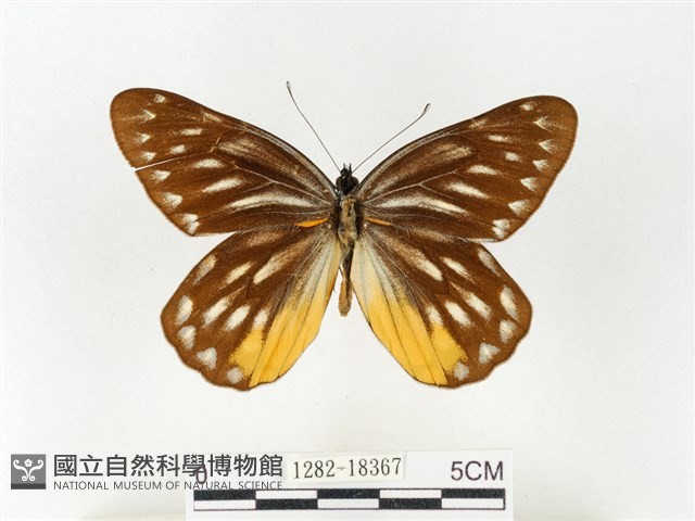 黃裙豔粉蝶藏品圖，第1張