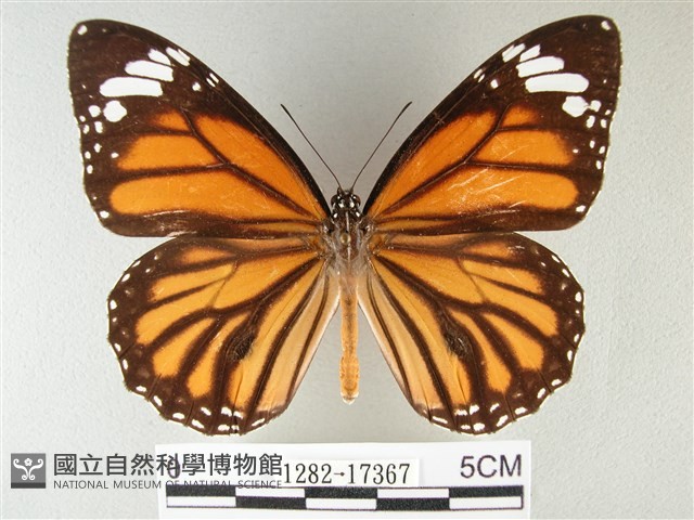 黑脈樺斑蝶藏品圖，第1張