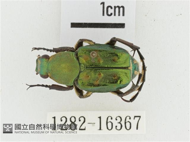 綠艷長腳花金龜藏品圖，第1張