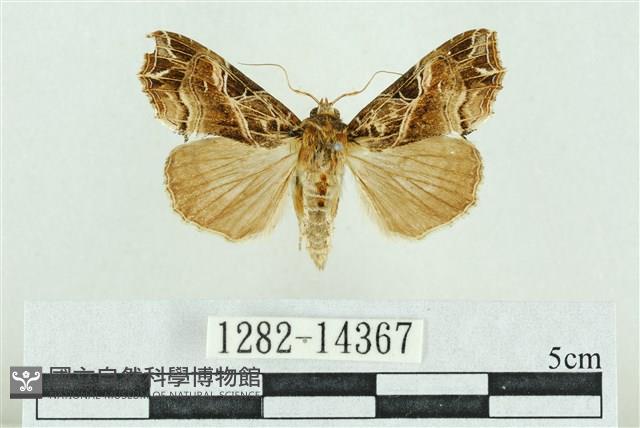 粉紅帶散紋夜蛾藏品圖，第1張