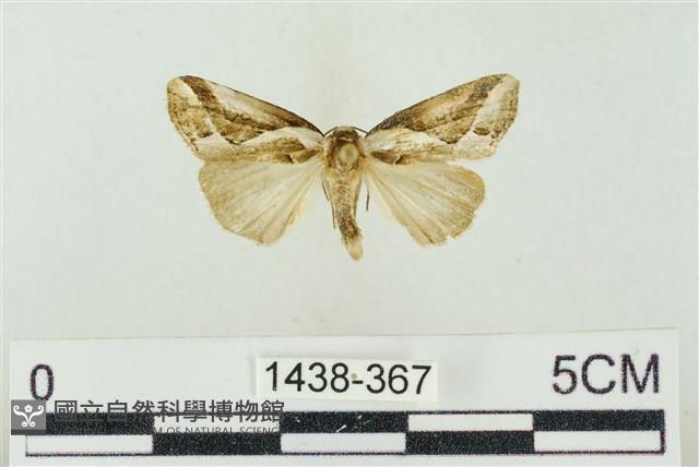 素木氏美波紋蛾藏品圖，第1張