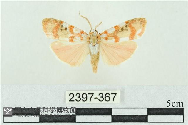 臺雪苔蛾藏品圖，第1張