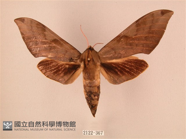 波紋豆天蛾藏品圖，第1張