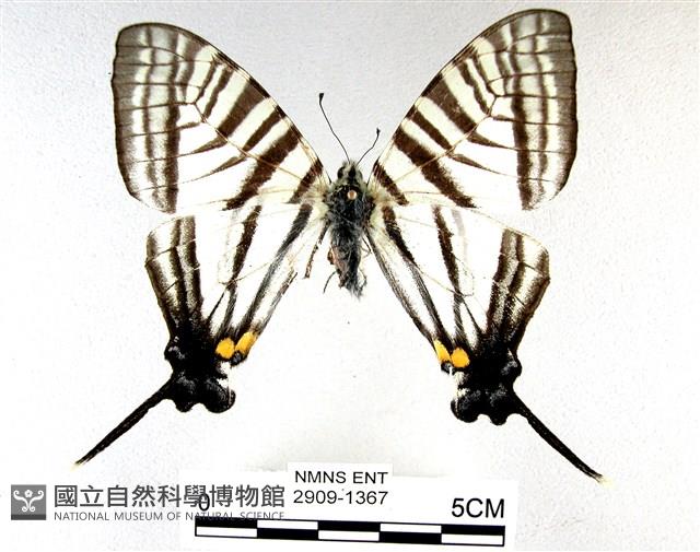 荷氏黃蝶藏品圖，第1張
