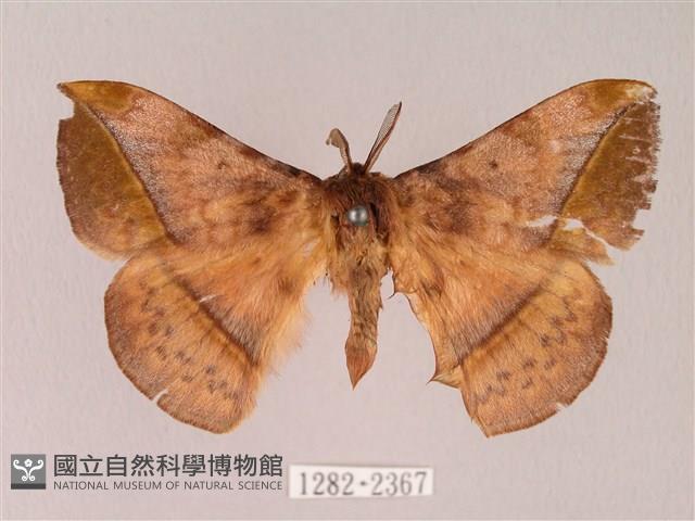 阿里山絨帶蛾藏品圖，第1張