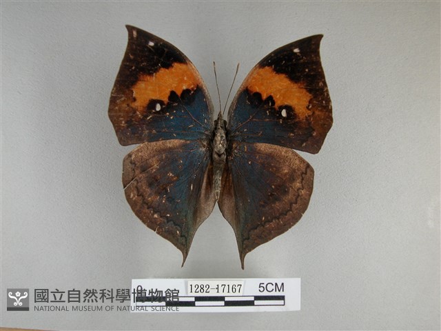 枯葉蝶藏品圖，第1張