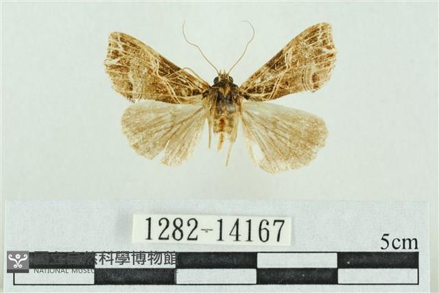 粉紅帶散紋夜蛾藏品圖，第1張