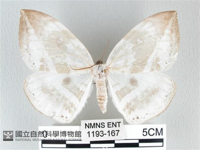 圓翅大鉤蛾藏品圖，第1張