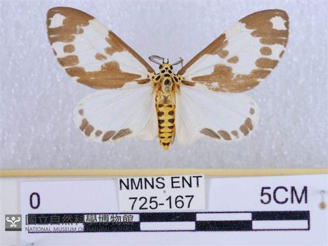 後凸蝶燈蛾藏品圖，第1張