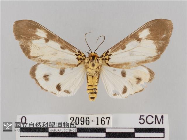 長斑擬燈蛾藏品圖，第1張