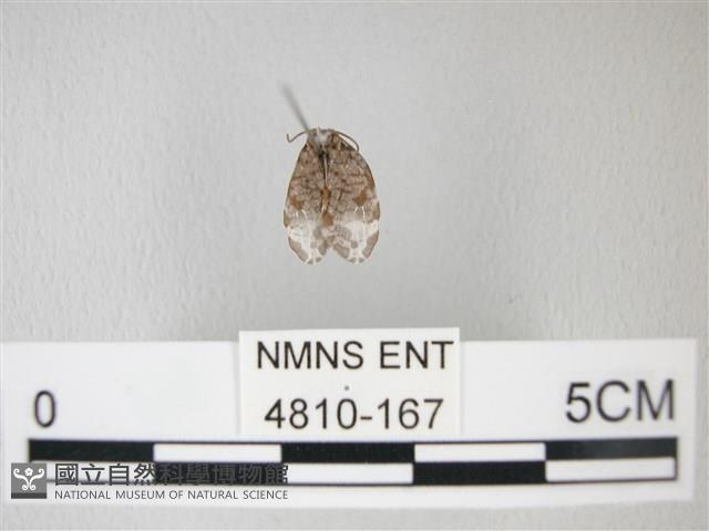 臺灣卵翅蛾藏品圖，第1張