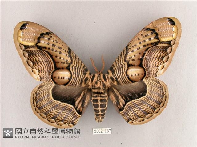 枯球籮紋蛾藏品圖，第1張