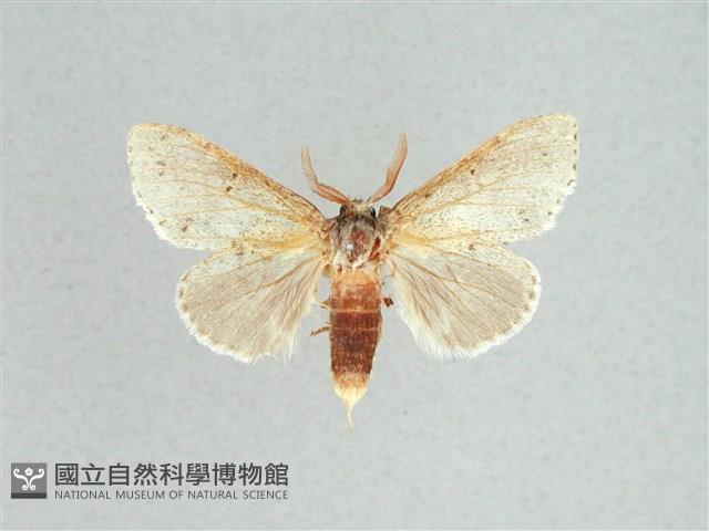 灰舟蛾藏品圖，第1張