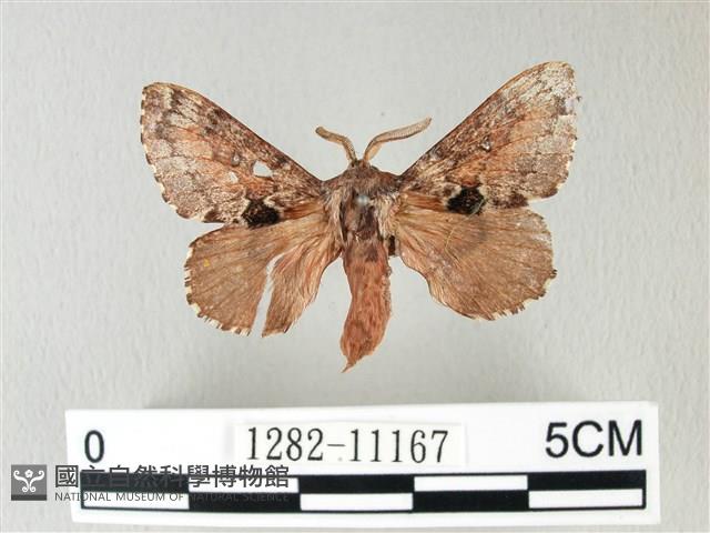 銀肩枯葉蛾藏品圖，第1張