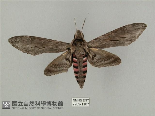 蝦殼天蛾藏品圖，第1張