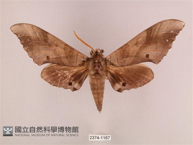 栗六點天蛾藏品圖，第1張