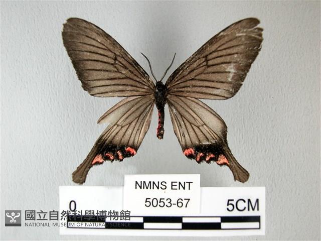 松村氏淺翅鳳蛾藏品圖，第1張