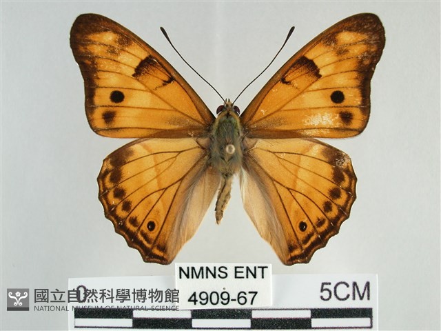 金鎧蛺蝶藏品圖，第1張