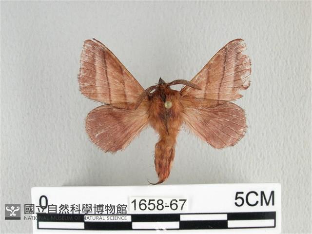 川邊氏枯葉蛾藏品圖，第1張