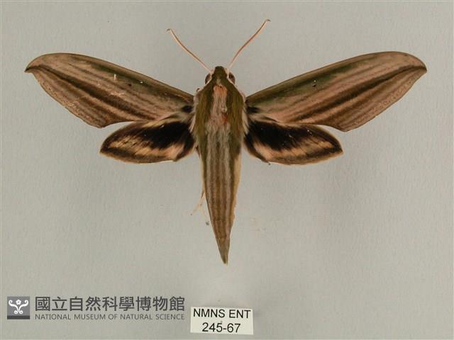 棕綠背線天蛾藏品圖，第1張