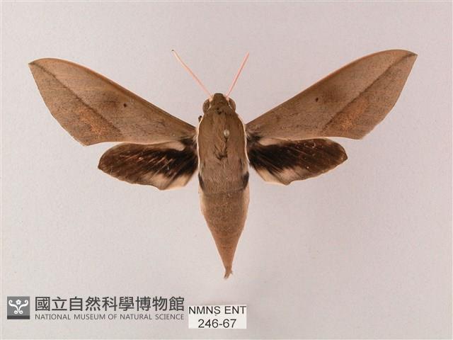 斜線天蛾藏品圖，第1張