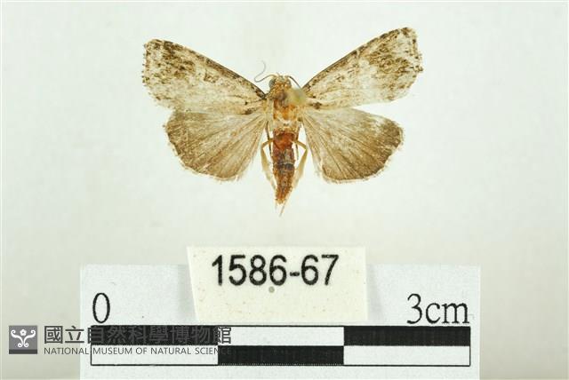 白斑散紋夜蛾藏品圖，第1張