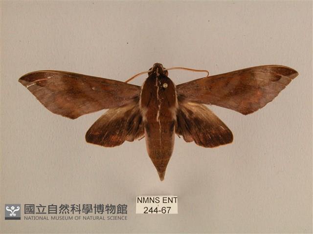 背中白天蛾藏品圖，第1張