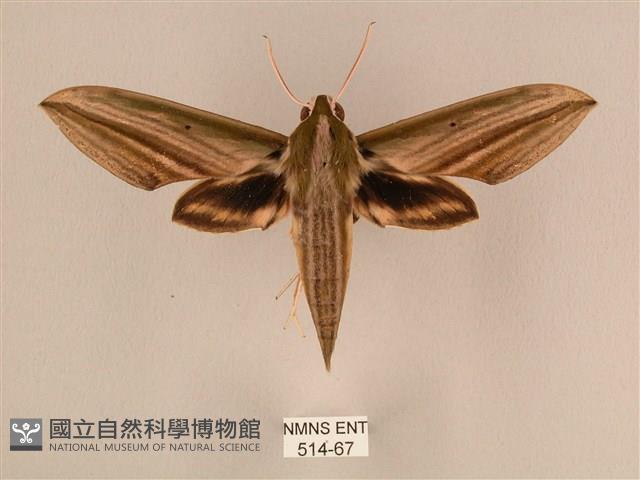 棕綠背線天蛾藏品圖，第1張