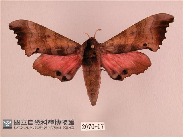 桃紅六點天蛾藏品圖，第1張