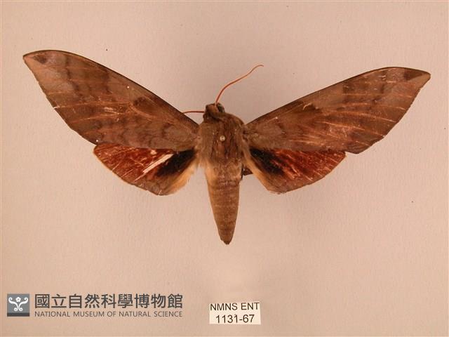 波紋豆天蛾藏品圖，第1張