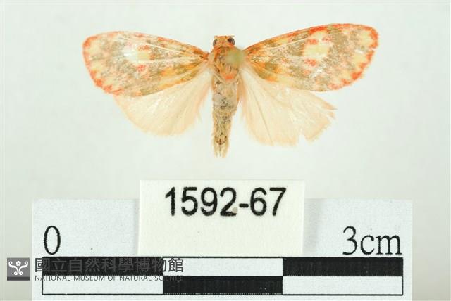 三色豔苔蛾藏品圖，第1張