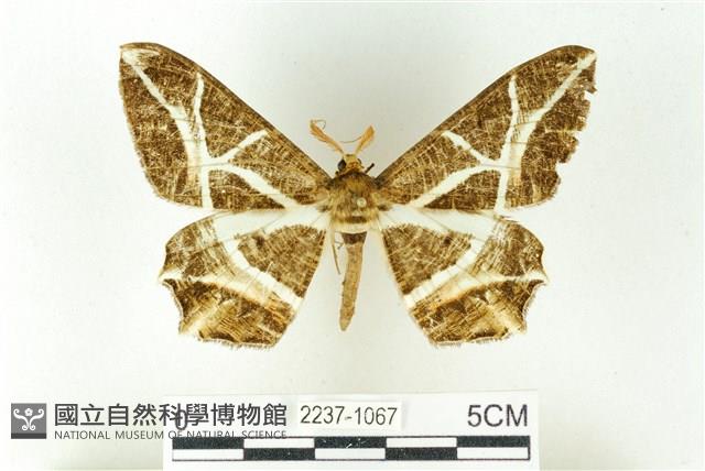 樹形尺蛾藏品圖，第1張