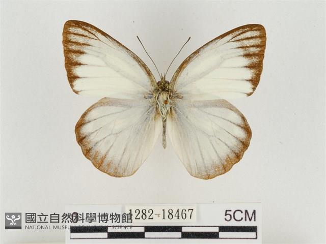 淡褐脈粉蝶藏品圖，第1張
