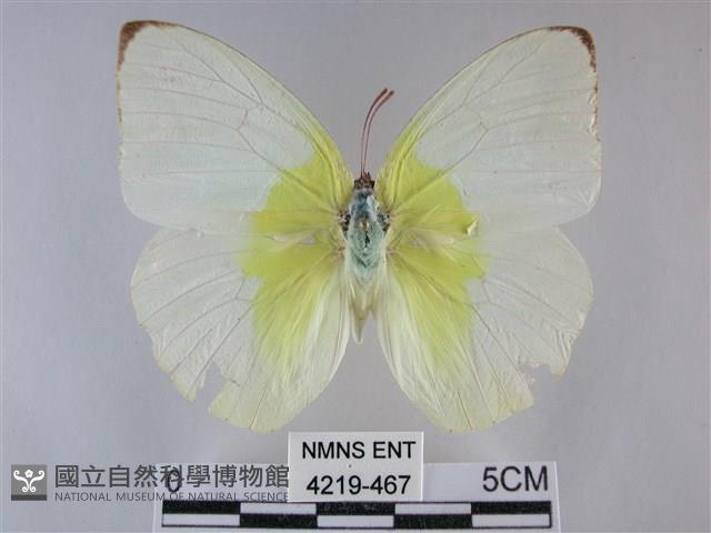 遷粉蝶、淡黃蝶藏品圖，第1張