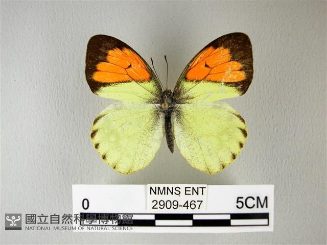 異粉蝶、雌白黃蝶藏品圖，第1張