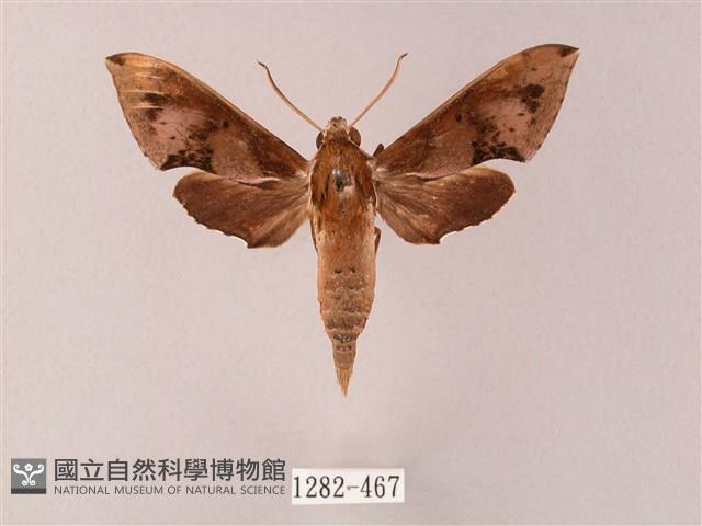 雙斑白肩天蛾藏品圖，第1張