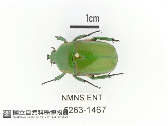 小扇角金龜藏品圖，第1張