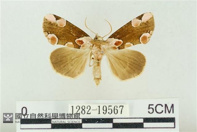 大斑波紋蛾藏品圖，第1張