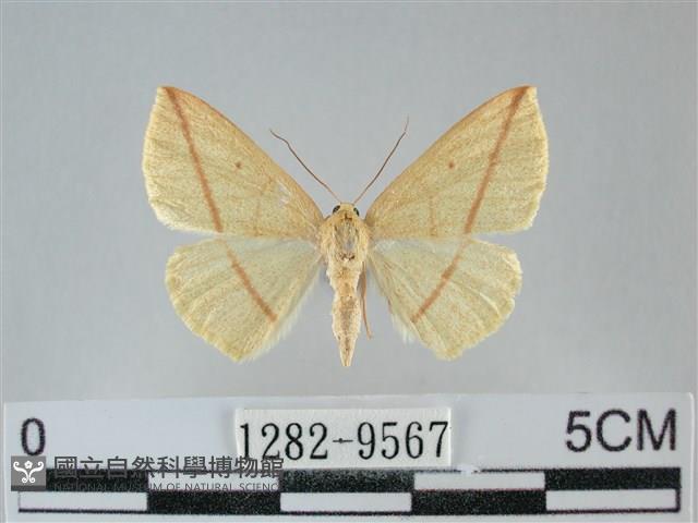 澄線尺蛾藏品圖，第1張