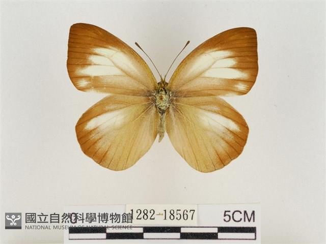 淡褐脈粉蝶藏品圖，第1張