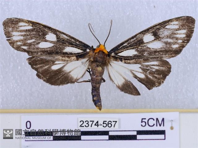 巨網燈蛾藏品圖，第1張