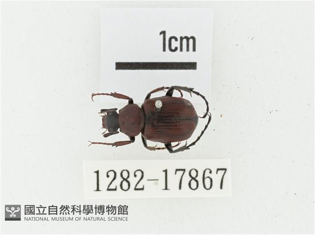 血紅虎斑花金龜藏品圖，第1張