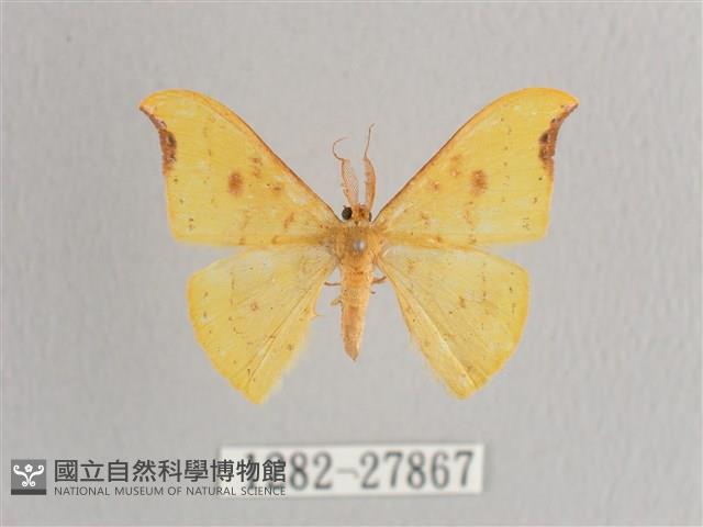 彎黑黃鉤蛾藏品圖，第1張