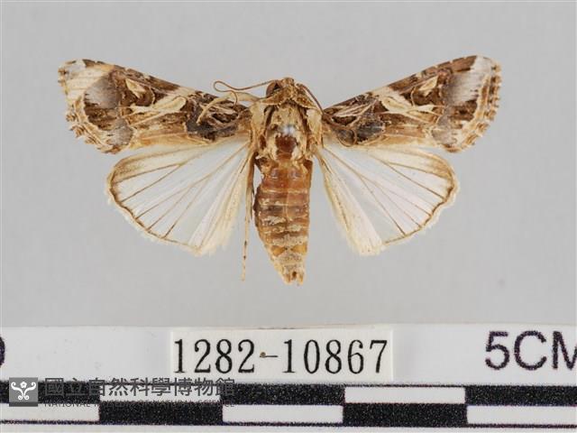 斜紋夜盜蛾藏品圖，第1張