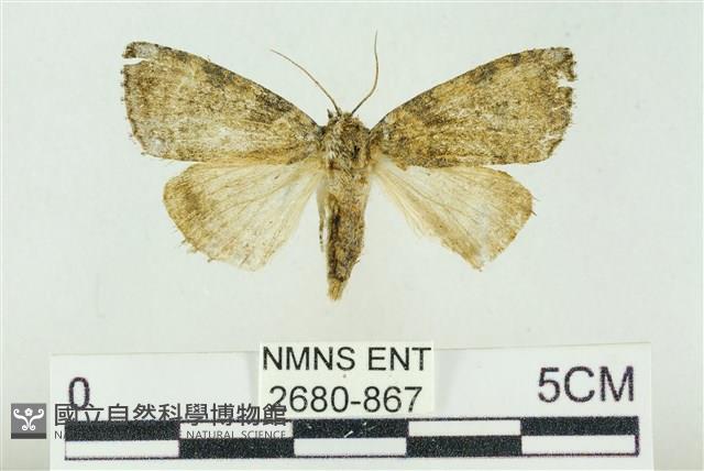 臺灣銀斑異波紋蛾藏品圖，第1張