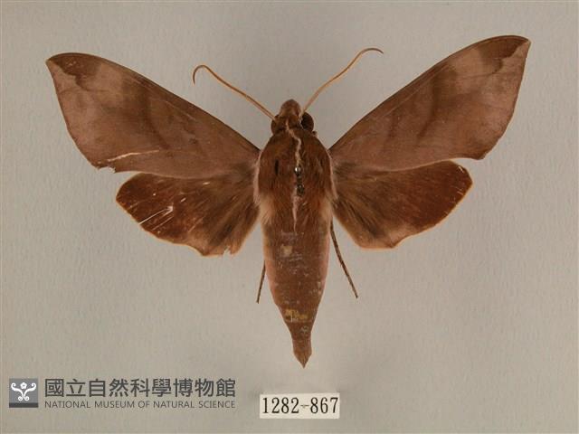 背中白天蛾藏品圖，第1張